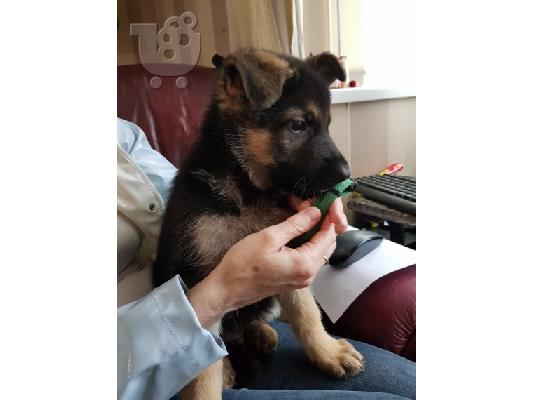 Boy German Shepards Έτοιμο
